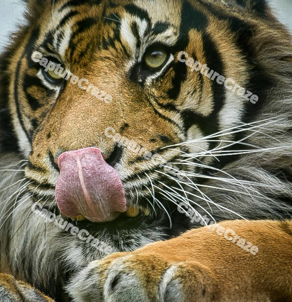 Malayan Tiger